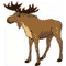 Moose
