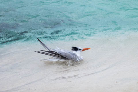Isla Mujeres photo