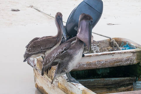 Isla Mujeres photo