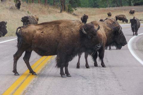 South Dakota photo